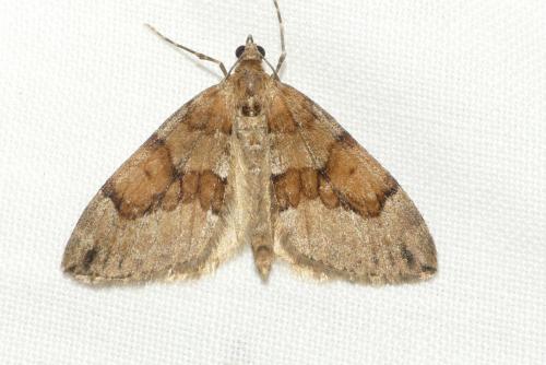 Réf. 253 632 : Thera obeliscata
